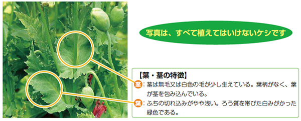 写真は、すべて植えてはいけないケシです 【葉・茎の特徴】茎:茎は無毛又は白色の毛が少し生えている。葉柄がなく、葉が茎を包み込んでいる。葉:ふちの切れ込みがやや浅い。ろう質を帯びた白みがかった緑色である。