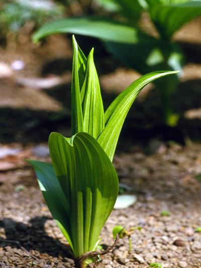 バイケイソウの芽生え