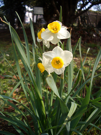 有毒植物の見分け方　花の写真