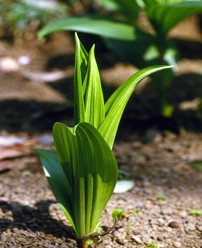 有毒植物の見分け方　花の写真