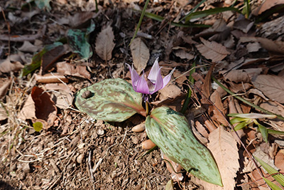 有毒植物の見分け方　花の写真
