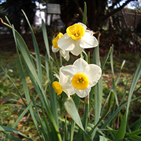 福祉保健258号イメージ